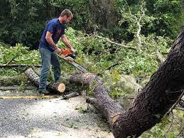 Best Palm Tree Trimming  in Spring Lake Park, MN